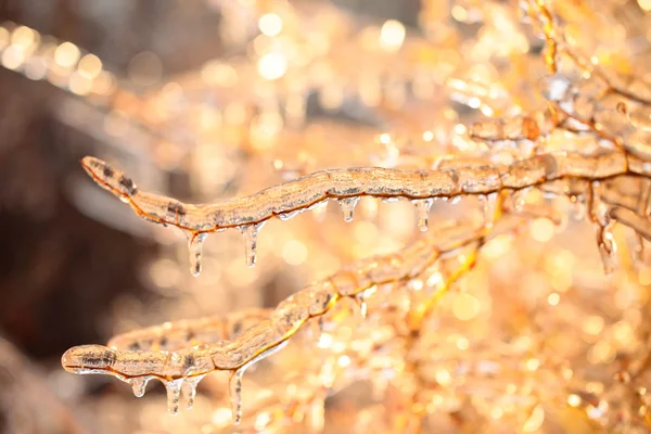 Branches covered with ice — Stock Photo, Image