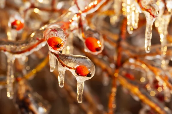 Branches de roses sauvages couvertes de glace — Photo