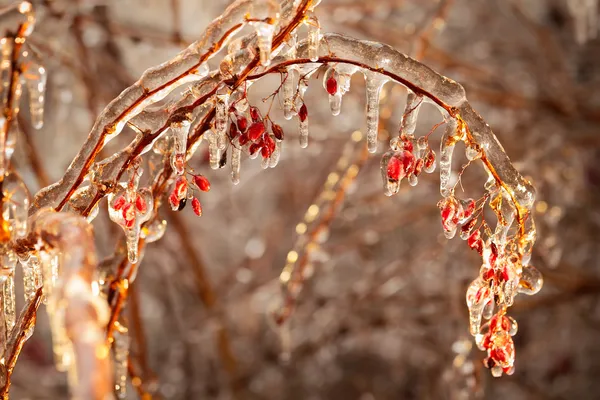 Ramas de agracejo cubiertas de hielo — Foto de Stock