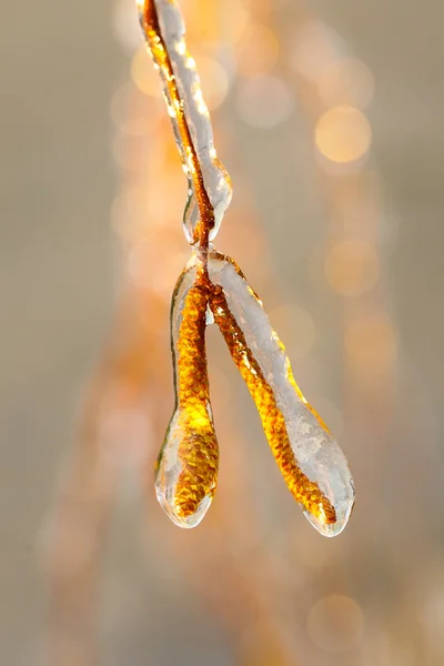 Birch branches covered with ice — Stock Photo, Image