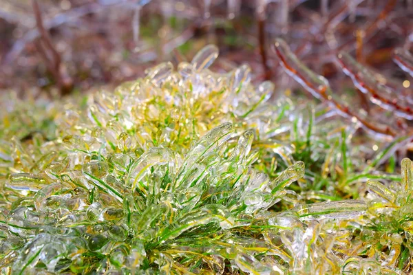 Spring green grass covered with ice — Stock Photo, Image