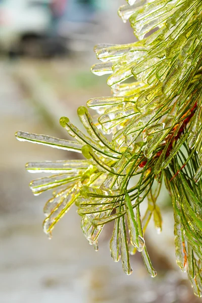 Pine branch covered with ice, vertical — Stock Photo, Image