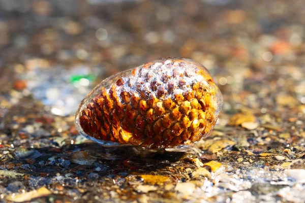 Cono de pino cubierto de hielo — Foto de Stock