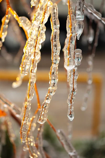 Birch branches covered with ice — Stock Photo, Image