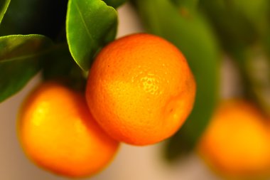 calamondin meyve
