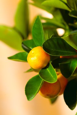 calamondin ağacı