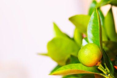 Calamondin greenbranch