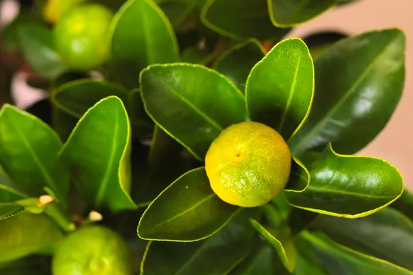 Calamondin gren — Stockfoto