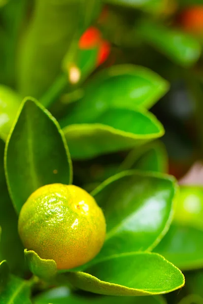 Calamondin gren, vertikal — Stockfoto