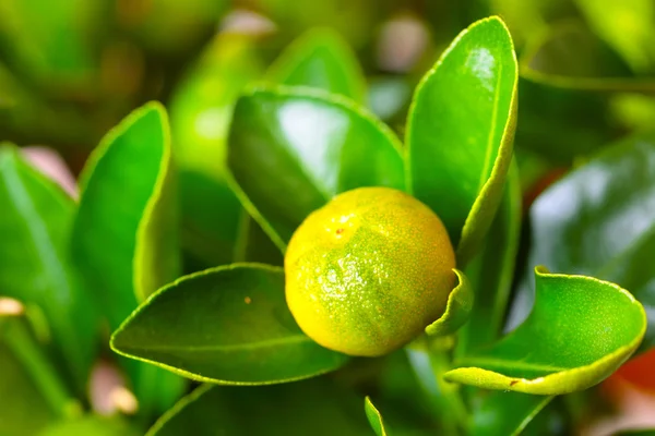 Calamondin gren med frukt — Stockfoto