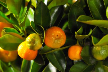 calamondin Şubesi