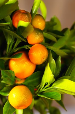 calamondin dal, dikey