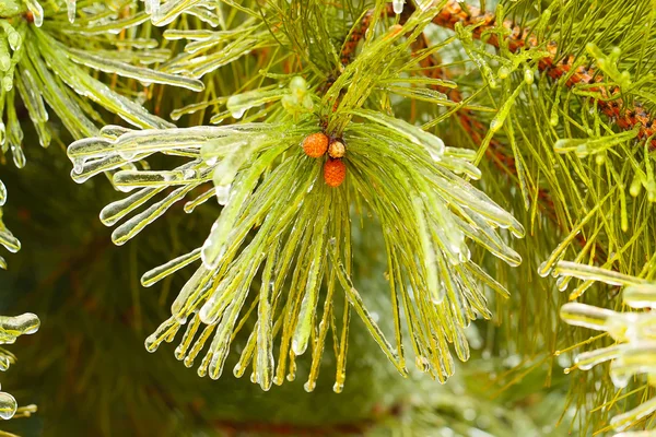 Ramas de pino cubiertas de hielo — Foto de Stock