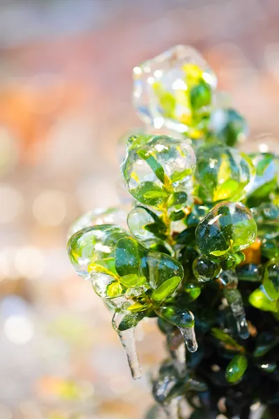 Zelený keř pokrytý ledem — Stok fotoğraf