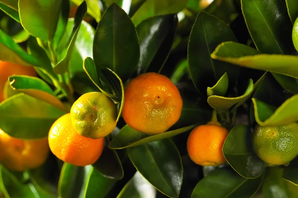 Calamondin Şubesi — Stok fotoğraf