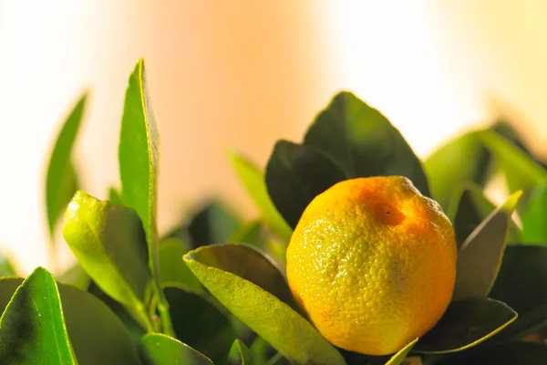 Calamondin frukt — Stockfoto