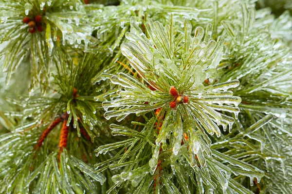 Ramas de pino y conos cubiertos de hielo — Foto de Stock