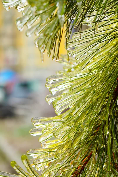 Pine branch covered with ice, vertical composition — Stock Photo, Image