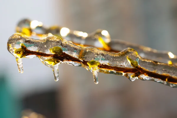 Zweige mit Eis bedeckt — Stockfoto