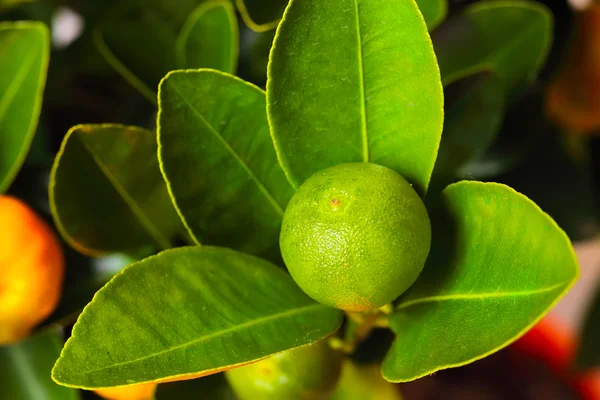 Calamondin gren — Stockfoto