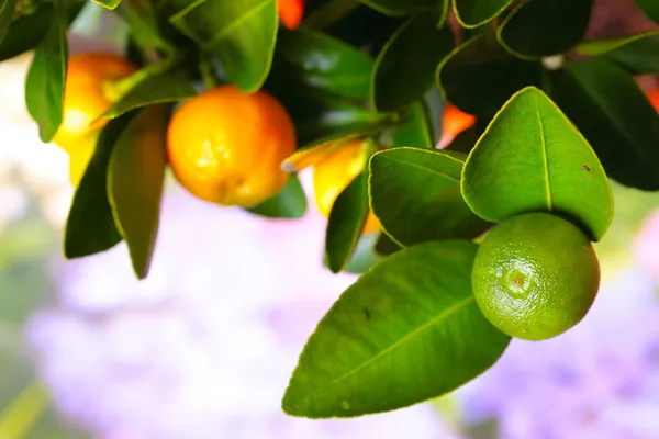 Calamondin gren — Stockfoto