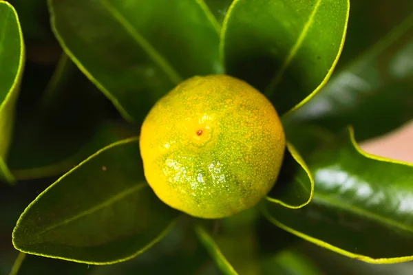 Calamondin gren — Stockfoto