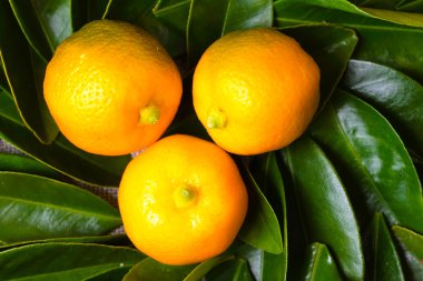 Üç calamondin narenciye colse kadar