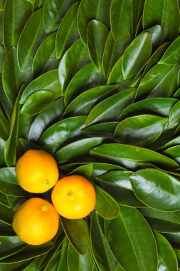 Üç calamondin narenciye