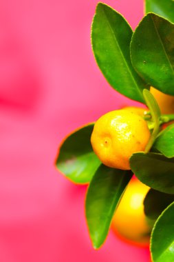 calamondin Şubesi