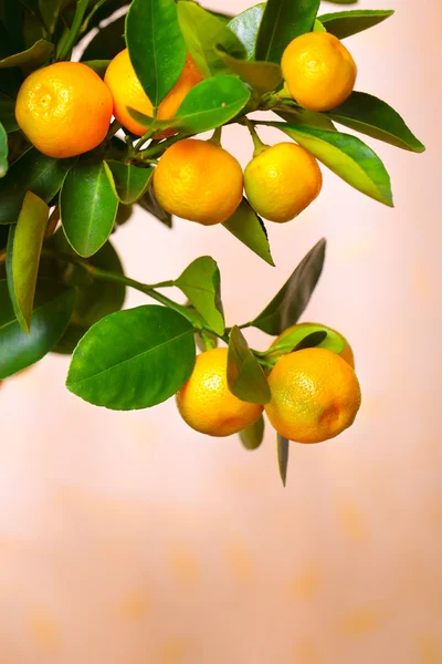 Calamondin gren — Stockfoto