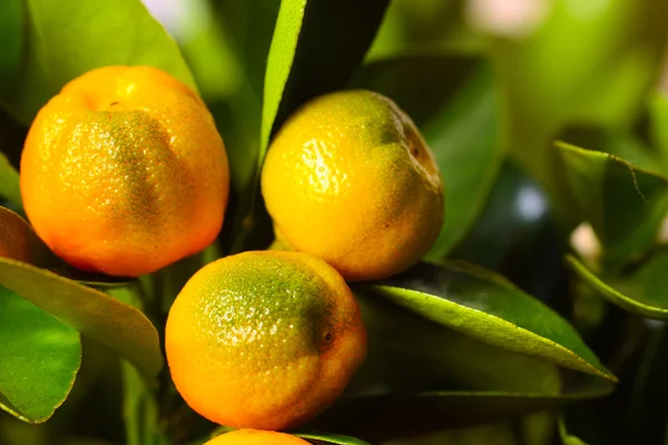 Calamondin Şubesi — Stok fotoğraf