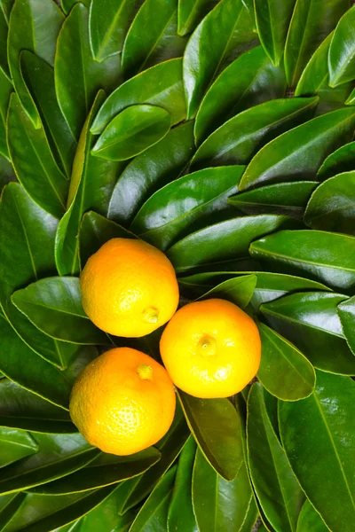 calamondin meyve yeşil yaprakları üzerinde