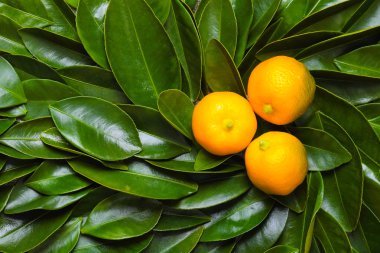 calamondin narenciye yeşil yaprakların üzerinde