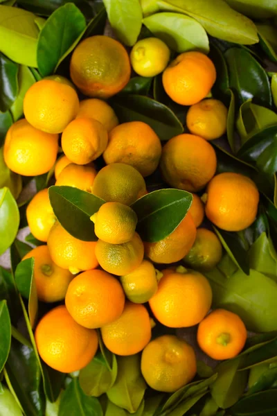 Calamondin citrusfrukter — Stockfoto