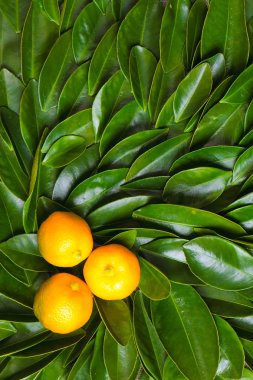 Olgun calamondin narenciye