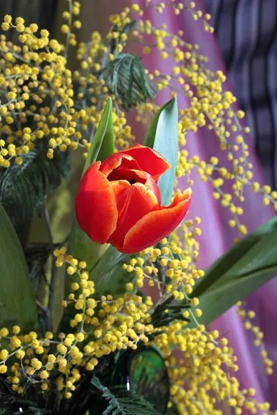 Still-life with red tulips yellow odorous mimosa — Stock Photo, Image