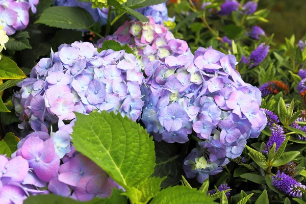 Violet-pink hortensia in the garden closeup — Stock Photo, Image