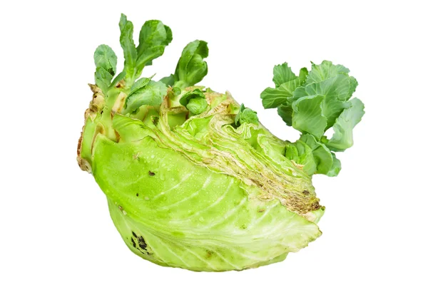 Close up detailed image of cabbage sprouts — Stock Photo, Image