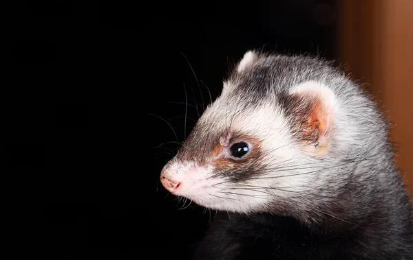 Портрет соболя ferret — стокове фото