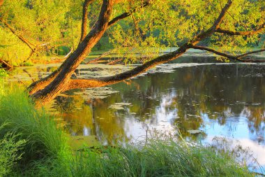 ağaç ve gün batımı göl