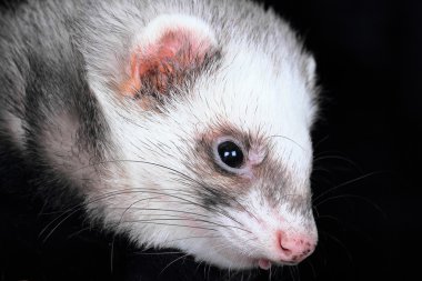 yakın çekim yaban gelinciği portresi