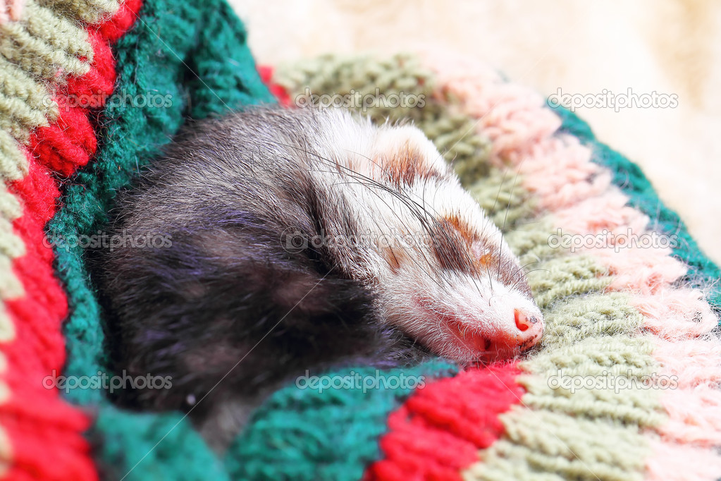 Funny sleeping ferret