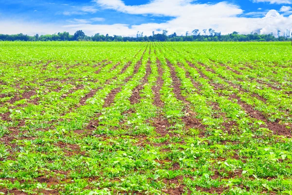 Filas de plantas de patata — Foto de Stock