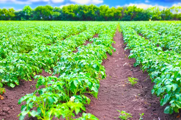 Rekker med potetplanter – stockfoto