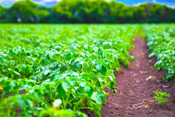 Rekker med potetplanter – stockfoto