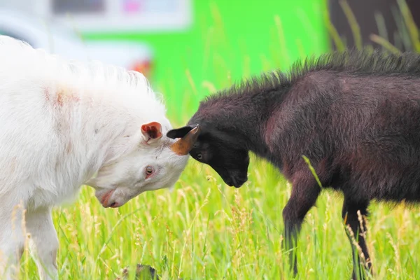 Adult and young goats fighting with their heads — Stock Photo, Image