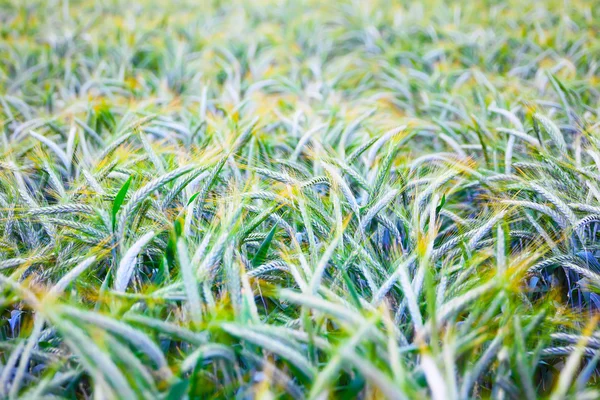 Campo de orelhas triticale maduras — Fotografia de Stock