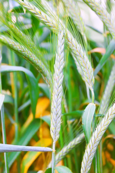 领域的成熟小黑麦的耳朵 — 图库照片