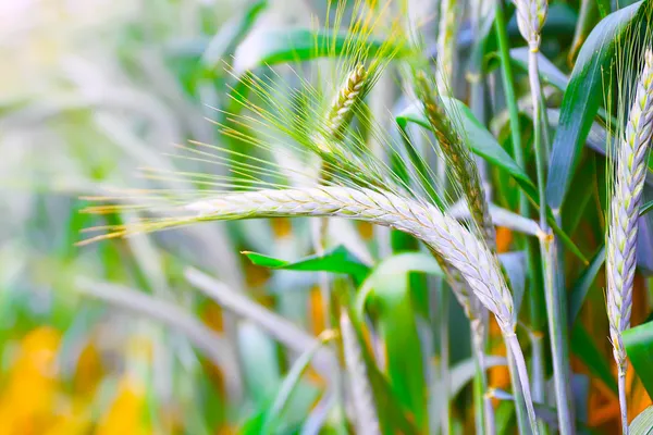 Bidang telinga triticale matang — Stok Foto