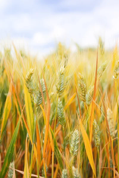 Avvicinamento delle spighe di grano maturo — Foto Stock